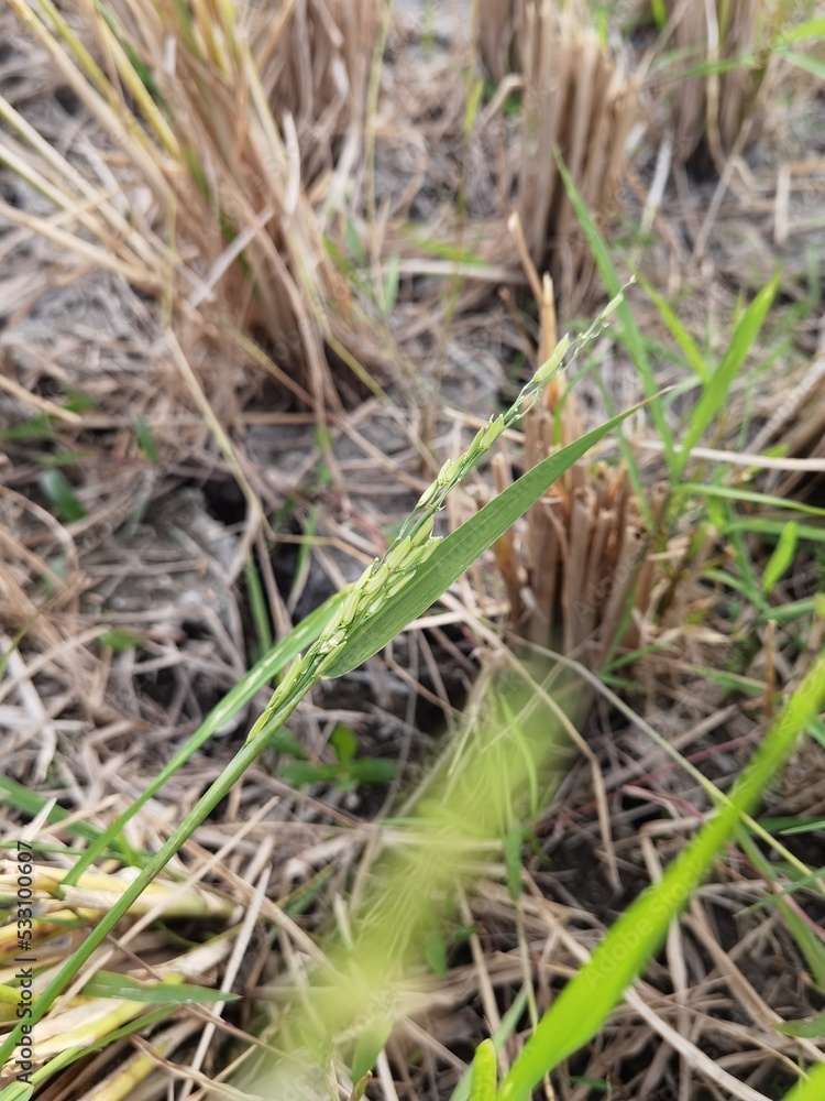 rice fields that have been harvested are brown and dried rice fields that have been harvested are brown and dried