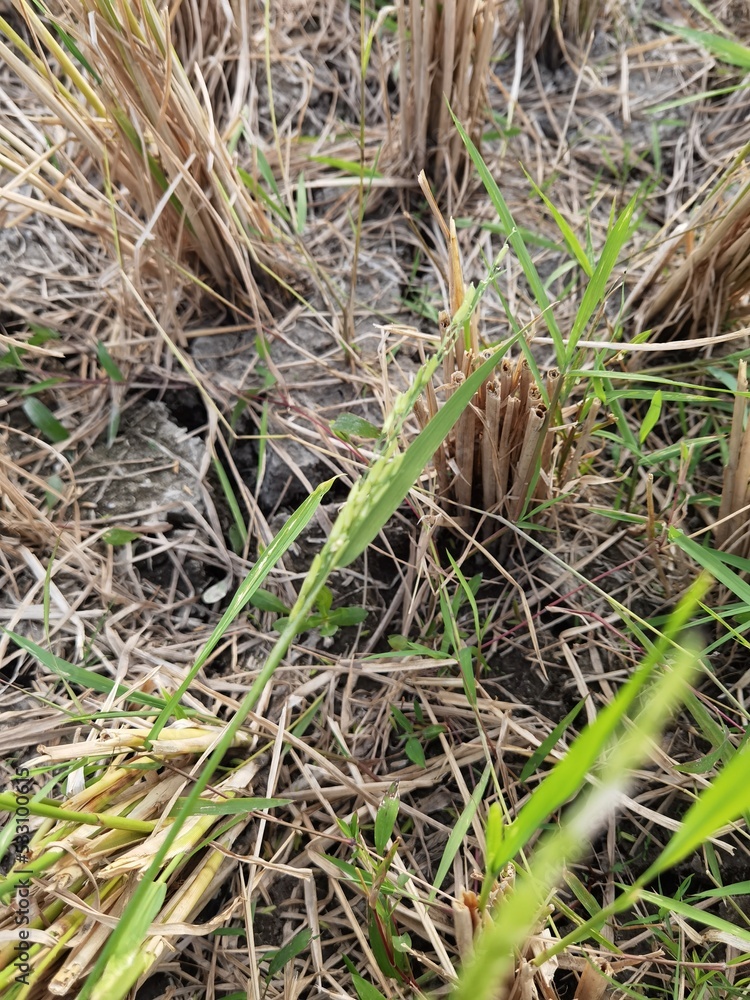 rice fields that have been harvested are brown and dried