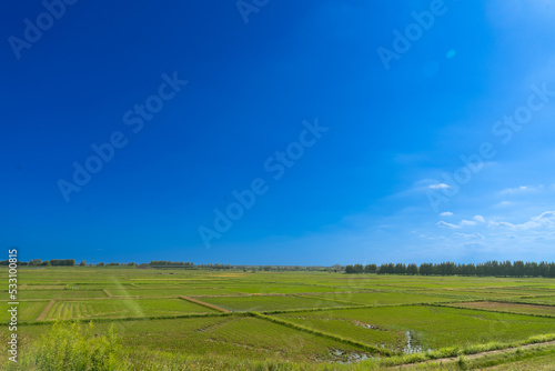 Rice Fields and Sky/田んぼと空