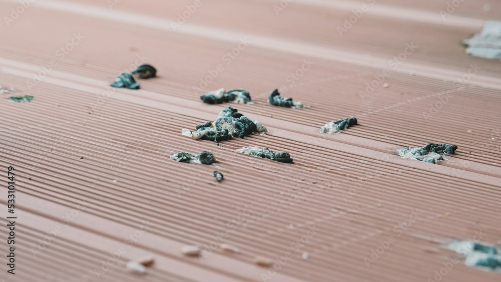 Person Wearing Protective Latex Gloves Cleaning Bird Poop Droppings