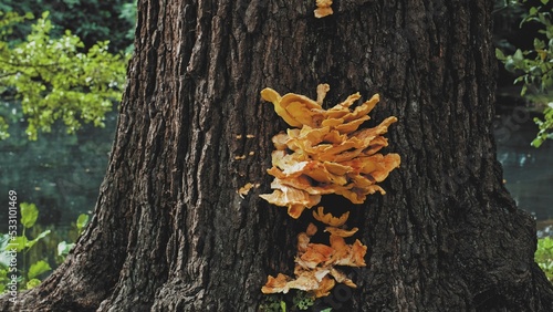 Fotografie Old Park Tree Infested with Laetiporus Sulphureus Crab-of-The-Woods Bracket Fung