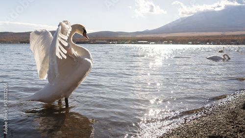 Fototapeta Naklejka Na Ścianę i Meble -  A swan was relaxing in the lake and the sunlight shines down onto the water surface reflecting a beautiful light. The swan is a symbol of beauty and peace.