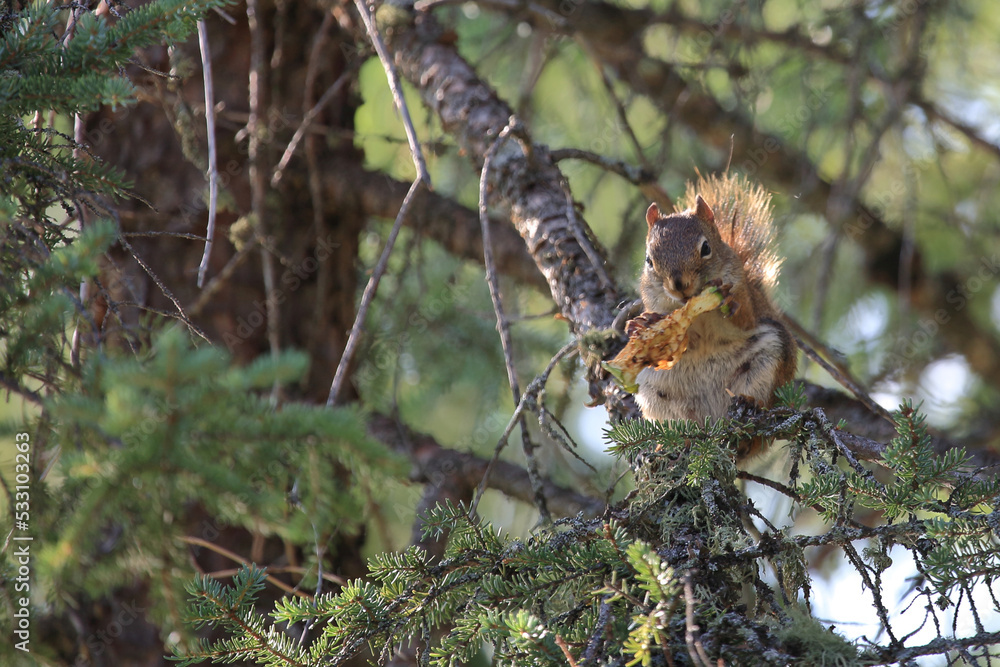 Östliches Grauhörnchen / Eastern gray squirrel / Sciurus carolinensis Östliches Grauhörnchen / Eastern gray squirrel / Sciurus carolinensis