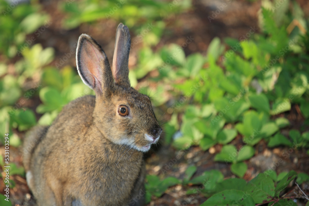 Wildkaninchen / Wild Rabbit / Oryctolagus cuniculus Wildkaninchen / Wild Rabbit / Oryctolagus cuniculus