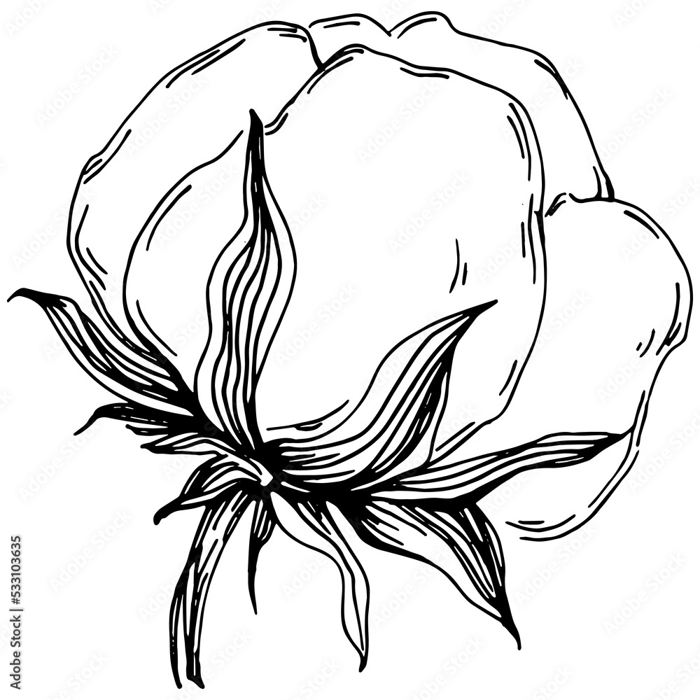 Vector cotton summer. Isolated botanical flower, leaves. Black and white engraved sketch ink art. Leaf plant botanical garden floral foliage. Wildflower drawing leaf illustration element. Vector cotton summer. Isolated botanical flower, leaves. Black and white engraved sketch ink art. Leaf plant botanical garden floral foliage. Wildflower drawing leaf illustration element.