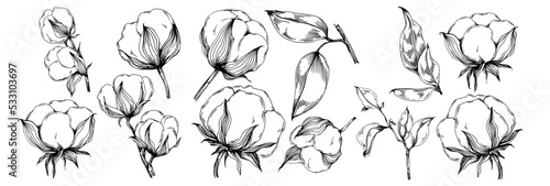 Vector cotton summer. Isolated botanical flower, leaves. Black and white engraved sketch ink art. Leaf plant botanical garden floral foliage. Wildflower drawing leaf illustration element.