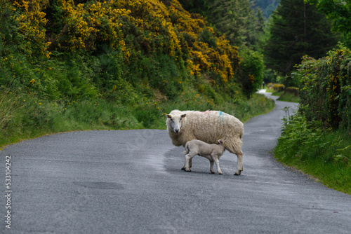 A sheep suckling her lamb on the middle of a tarmac road in the wicklow mountains