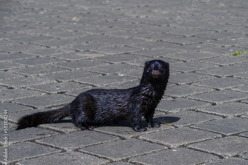 wet American mink (Neogale vison) on a paved road in Carlow, Ireland photo