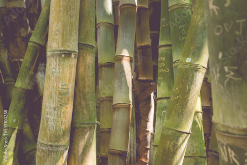 Wallpaper Mural bamboo forest background Torontodigital.ca