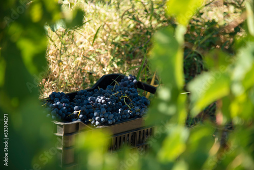 red grape cabernet sauvignon in basket