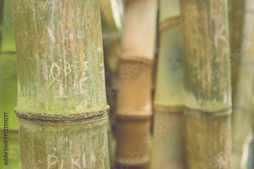 Wallpaper Mural bamboo forest background Torontodigital.ca