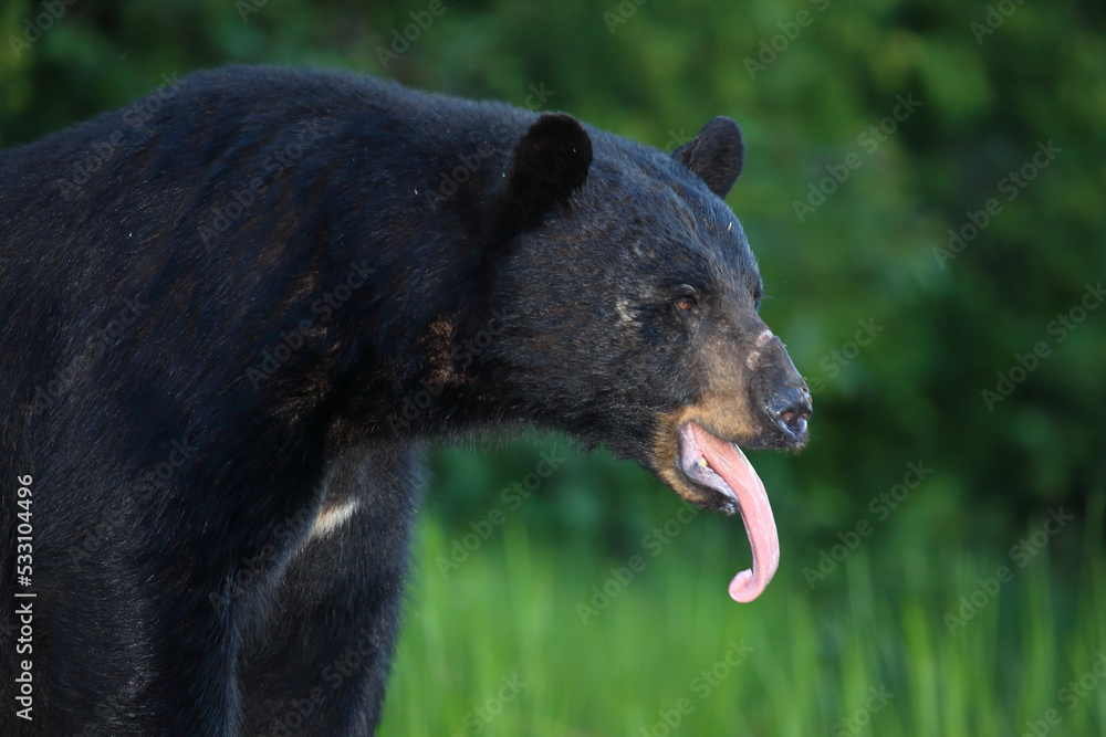 Verletzter Schwarzbär / Injured Black bear / Ursus americanus Verletzter Schwarzbär / Injured Black bear / Ursus americanus