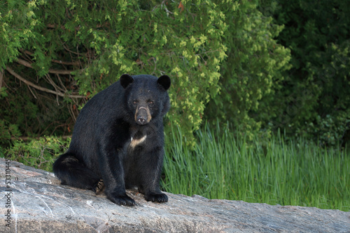 Verletzter Schwarzbär / Injured Black bear / Ursus americanus © Ludwig