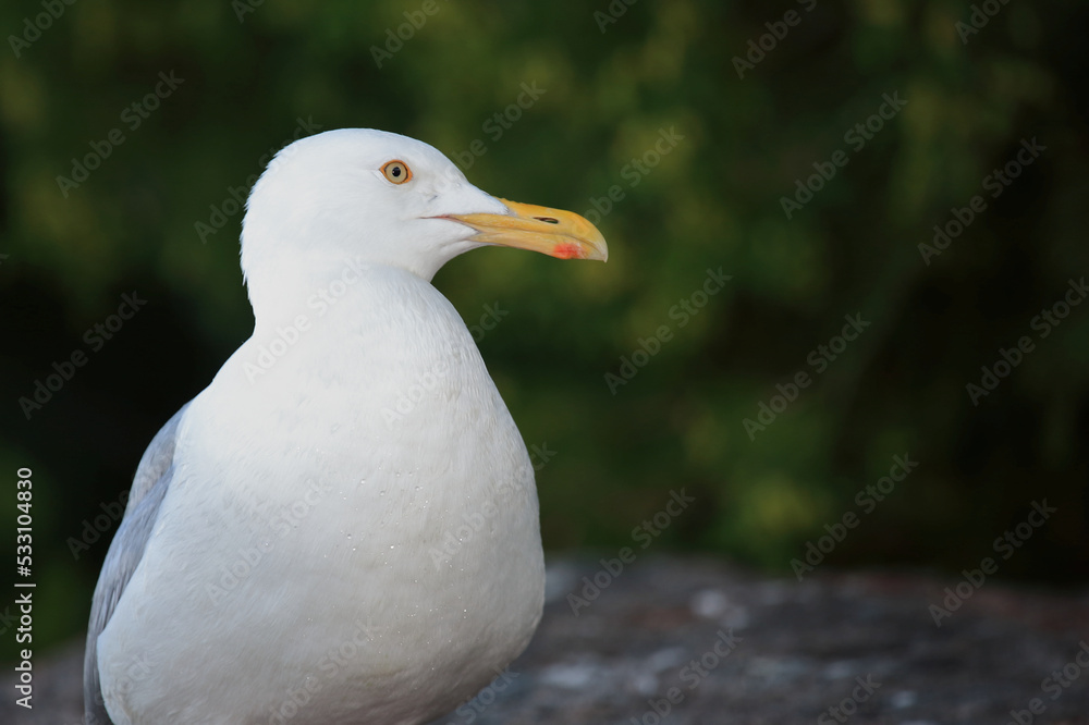 Kanadamöwe oder Amerikanische Silbermöwe / American herring gull or Smithsonian gull / Larus smithsonianus Kanadamöwe oder Amerikanische Silbermöwe / American herring gull or Smithsonian gull / Larus smithsonianus