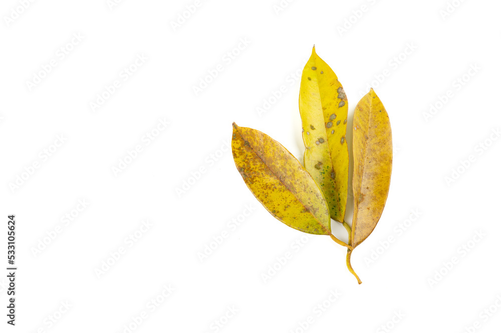 Yellow leaf spot mold in durian tree isolated on white background, problem of agriculture in Thailand, nature background Yellow leaf spot mold in durian tree isolated on white background, problem of agriculture in Thailand, nature background