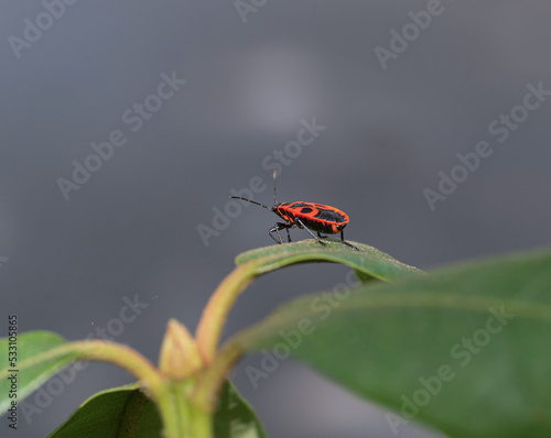Feuerwanze auf Blatt, Macro