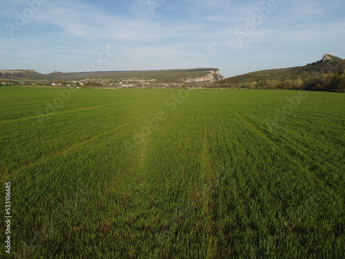 Aerial view on green wheat field in countryside. Field of wheat blowing in the wind on sunset. Young and green Spikelets. Ears of barley crop in nature. Agronomy, industry and food production.