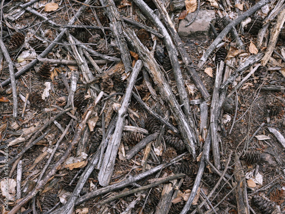 Todholz, Äste auf trockenem Waldboden Todholz, Äste auf trockenem Waldboden
