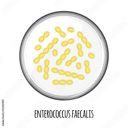 The human microbiome of enterococcus faecalis in a petri dish. Vector image. Bifidobacteria, lactobacilli. Lactic acid bacteria. Illustration in a flat style. photo