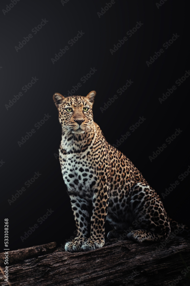 Fototapeta premium leopard on black