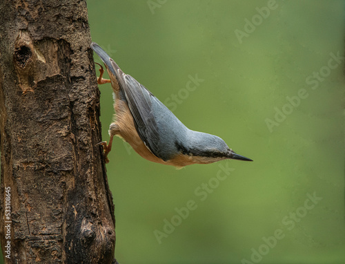 Obraz na plátně nuthatch