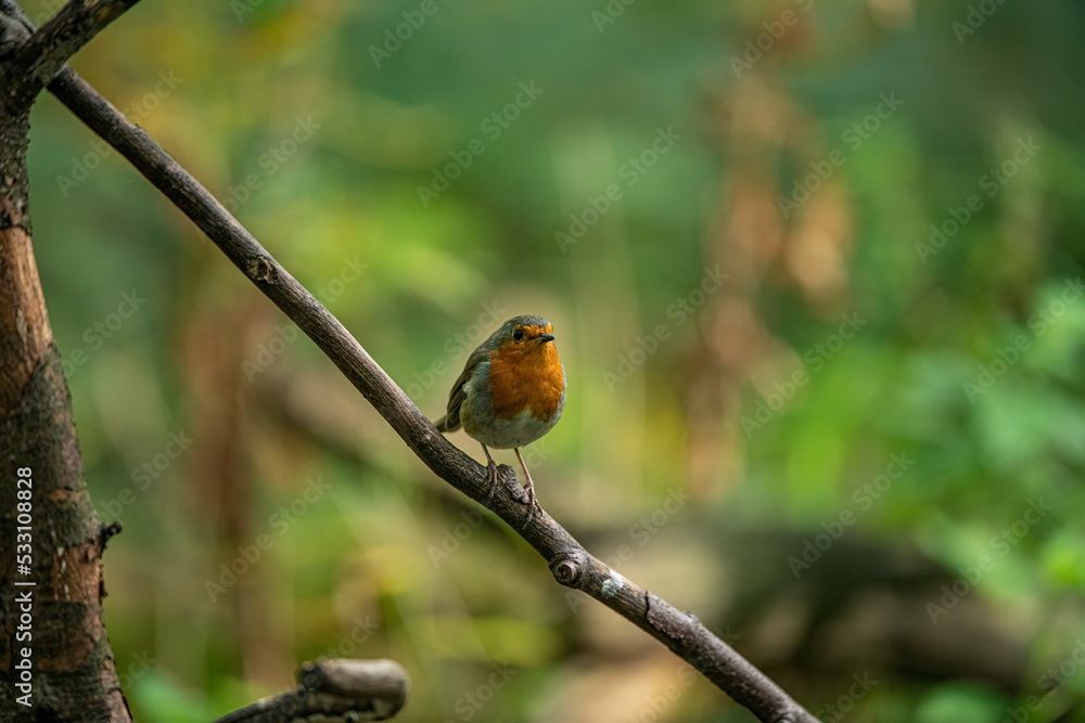 robin on a twig