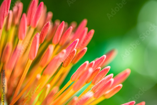 Romantic colorful beautiful flower buds in nature, flower leaf and red flower in garden. Exotic tropical island nature garden, blooming flower in blurred green landscape 