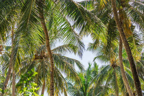 Relaxing exotic nature pattern. Palm tree forest. Natural sunny tropic landscape  coconut palm trees  sunlight blue sky. Idyllic peaceful closeup  summer traveling
