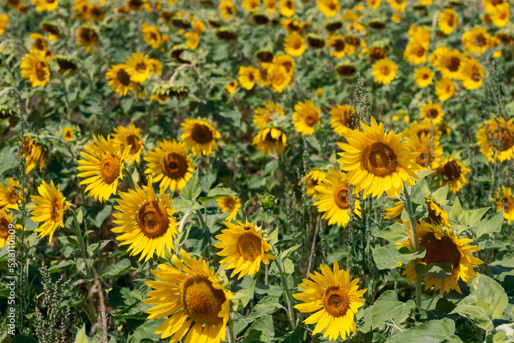 A large amount of a weed known as Chenopodium album grows in a field of young sunflowers. A large amount of a weed known as Chenopodium album grows in a field of young sunflowers.