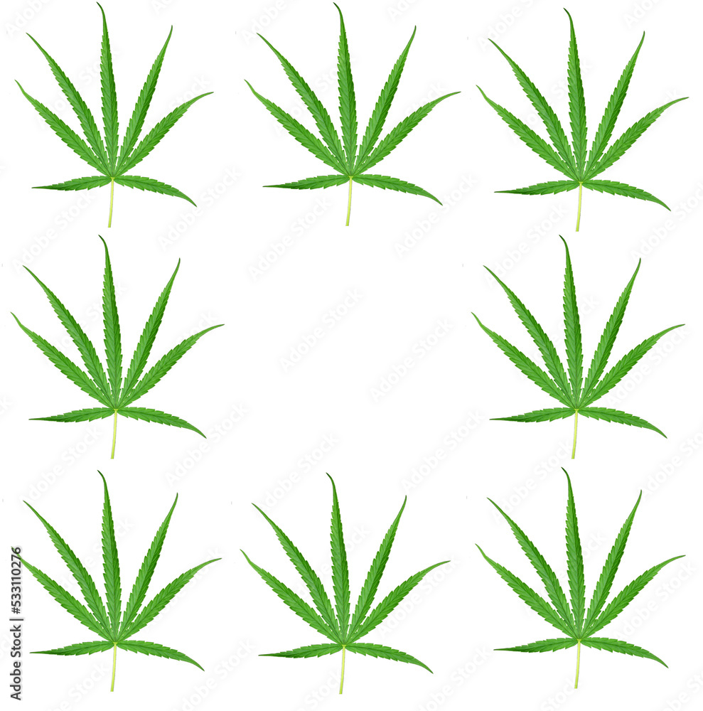Cannabis leaves, a medicinal plant used in medicine.