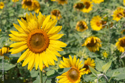 Portrait of a large yellow sunflower against the background of a field of its fellows (Selective focus)