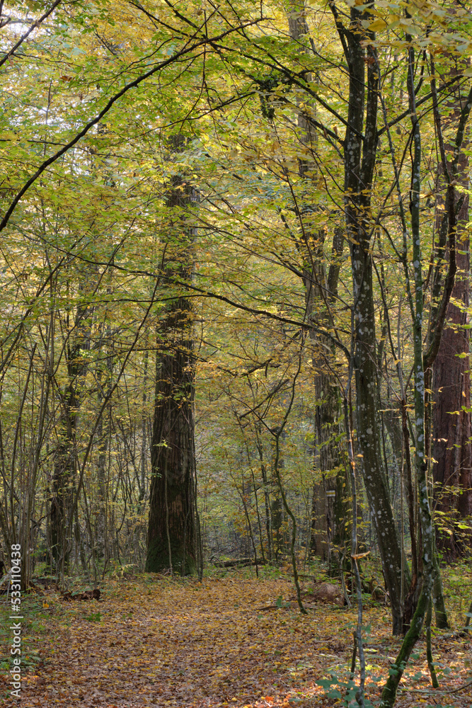 Narrow trail crossing autumnal deciduous stand Narrow trail crossing autumnal deciduous stand