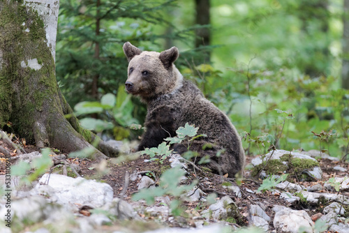 brown bear in the Slovenian forest  © Ruzdi
