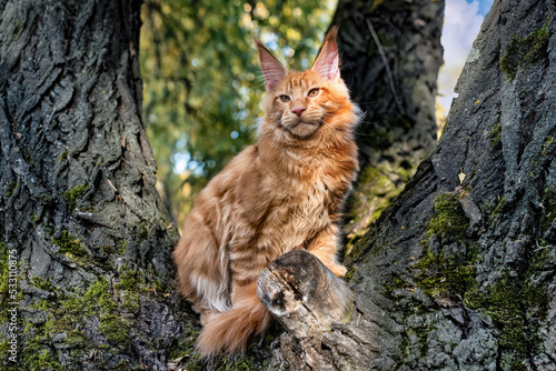 A lovely big red maine coon kitten sitting on a tree in a forest in summer.