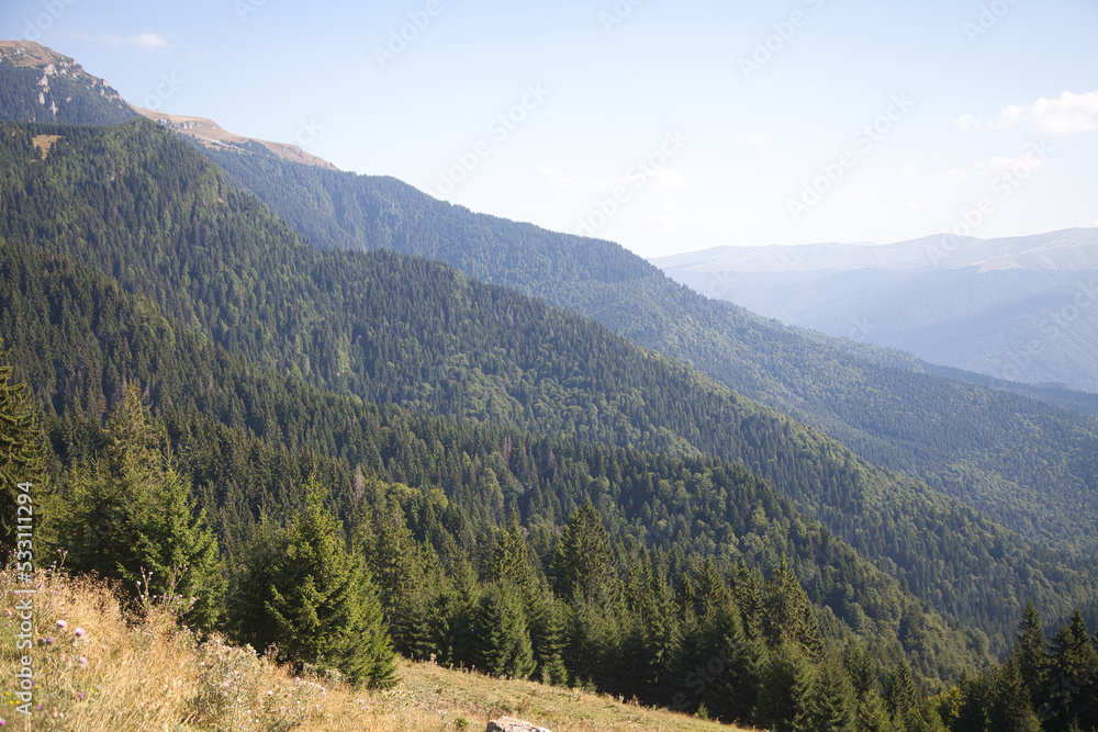 landscape in the mountains and forest