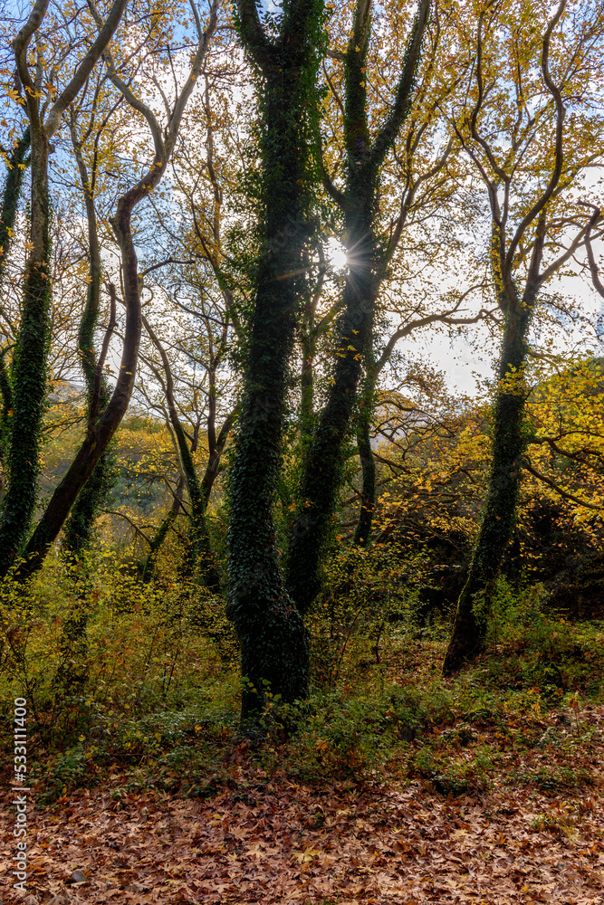 Rays of sunlight through the branches of trees with golden autumn foliage near voidomatis river in zagori epirus Greece.