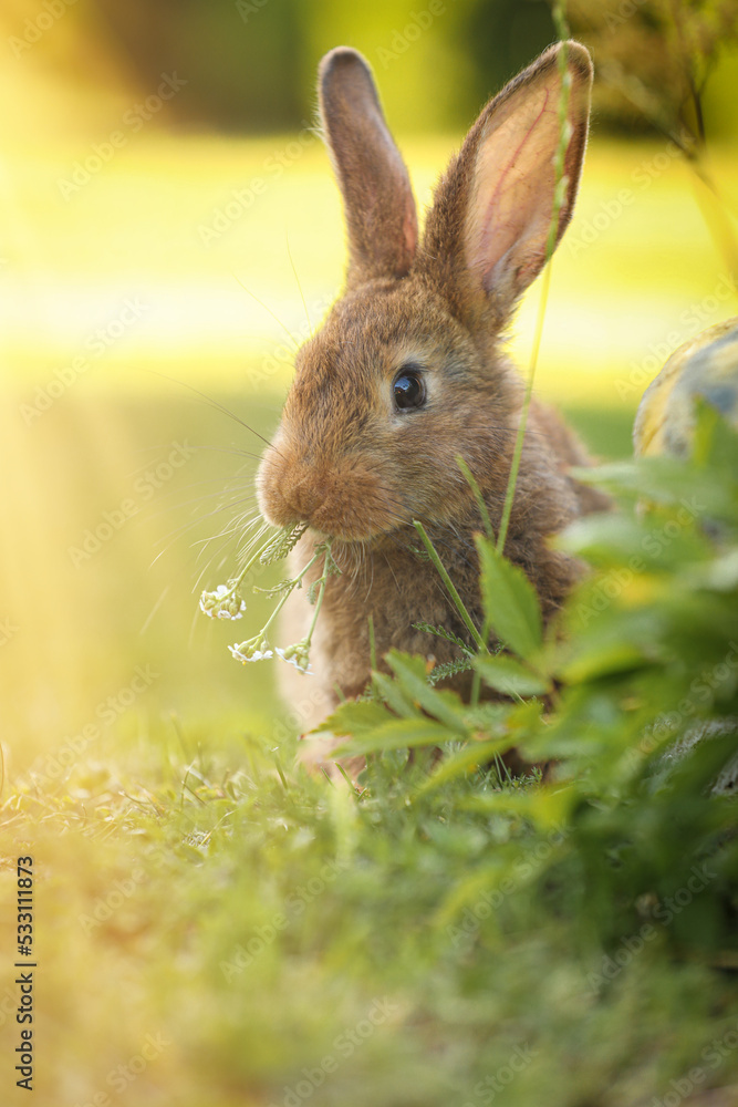 Fototapeta premium Cute fluffy rabbit eating flowers on green grass outdoors
