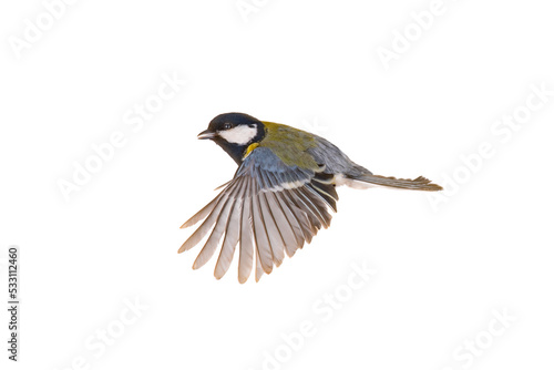 great tit in flight isolated on white background © fotomaster