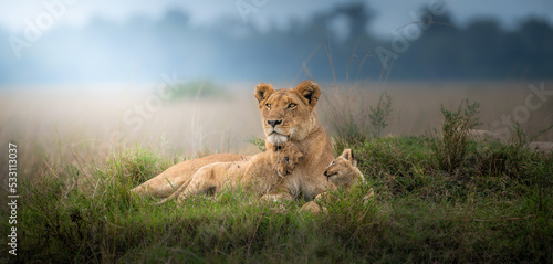 lioness with lion cub in the grass photo