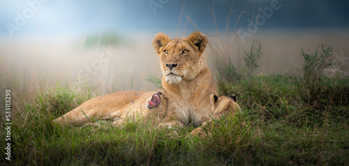 lioness with lion cub in the grass