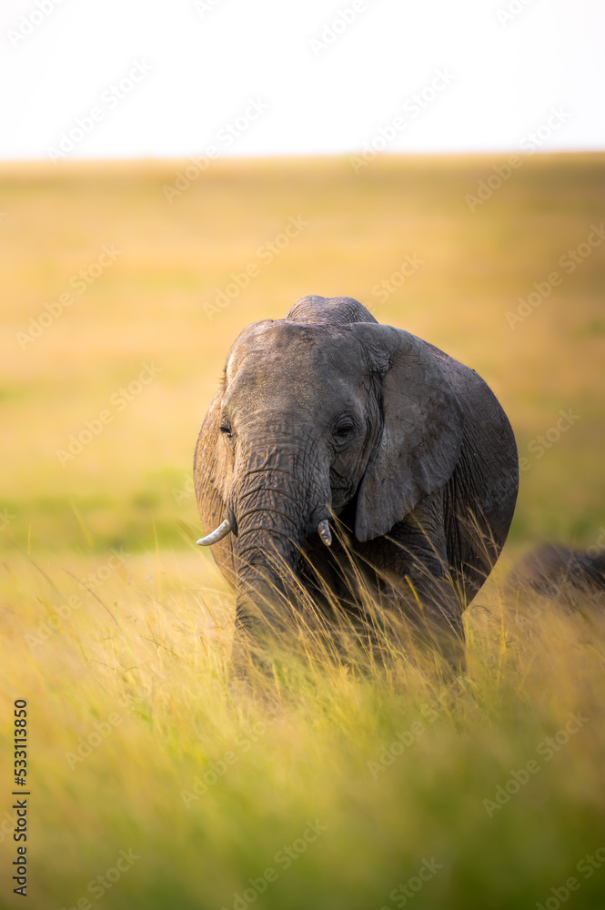 Naklejka premium portrait of female elephant