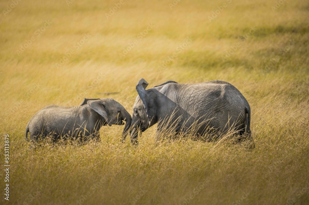 Fototapeta premium elephant in the savannah