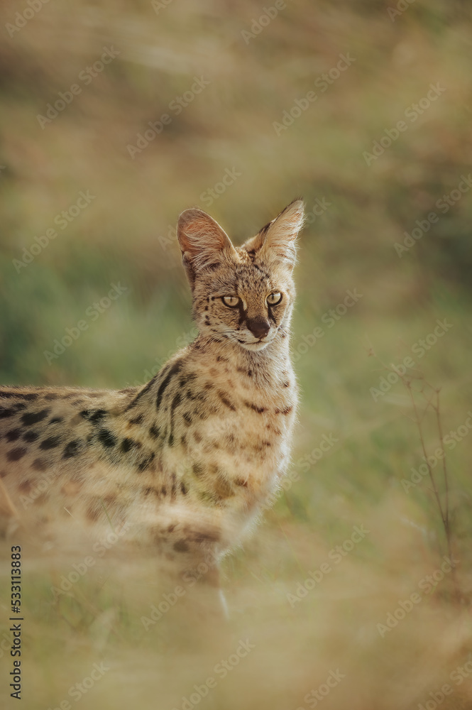 Obraz premium portrait of a serval cat