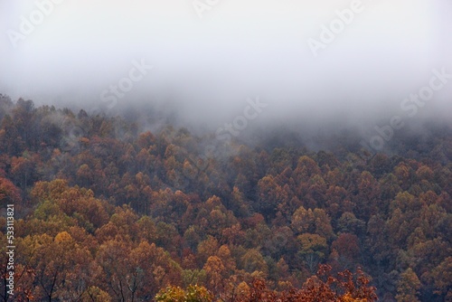 autumn in the forest of west virginia