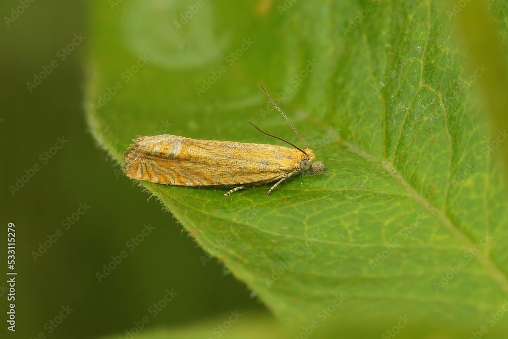 Closeup on the small red piercer moth, Lathronympha strigana sitting on a grean leaf Closeup on the small red piercer moth, Lathronympha strigana sitting on a grean leaf