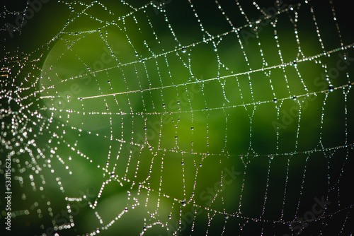 beautiful web on a green bush in drops of water. natural summer background © iloli