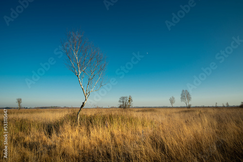 Birch without leaves in a meadow like a savannah