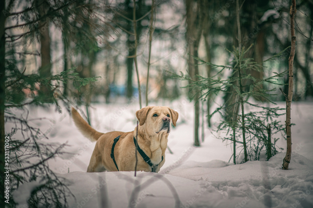 Beautiful thoroughbred labrador on a walk in nature in winter.