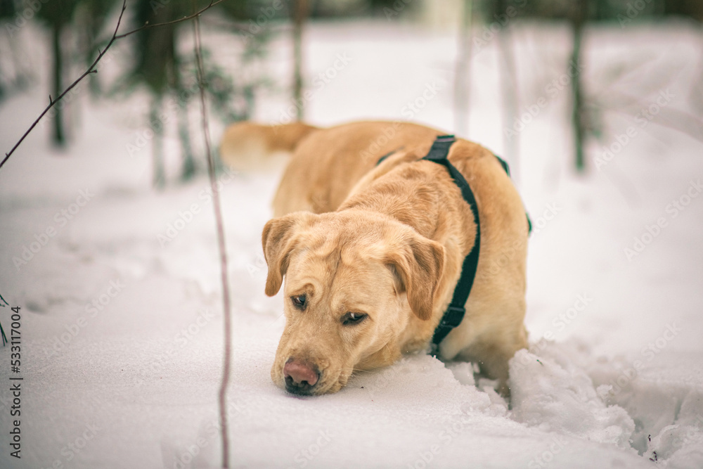 Beautiful purebred labrador retriever on a walk in nature in winter.