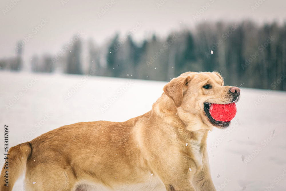 Beautiful purebred labrador retriever on a walk in nature in winter. Beautiful purebred labrador retriever on a walk in nature in winter.